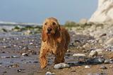 BASSET FAUVE DE BRETAGNE 057